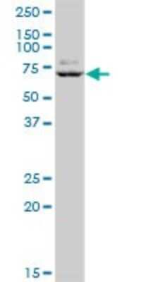 Western Blot: GTF3C5 Antibody [H00009328-B01P]
