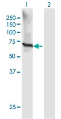 Western Blot: GTF3C5 Antibody [H00009328-B01P]