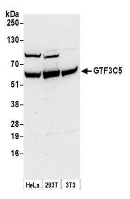 Western Blot: GTF3C5 Antibody [NB100-60435]