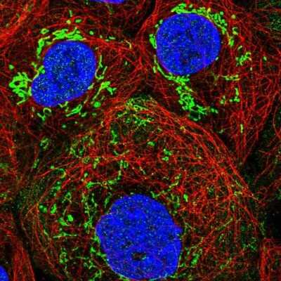 Immunocytochemistry/ Immunofluorescence: GTP binding protein era homolog Antibody [NBP1-89704]