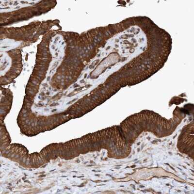 Immunohistochemistry-Paraffin: GTP binding protein era homolog Antibody [NBP1-89704]