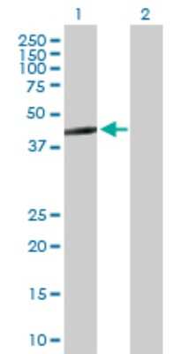 Western Blot: GTP binding protein era homolog Antibody [H00026284-B01P]