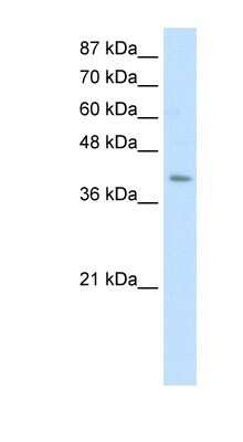 Western Blot: GTP binding protein era homolog Antibody [NBP1-57433]