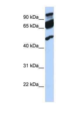 Western Blot: GTP binding protein era homolog Antibody [NBP1-57493]