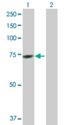 Western Blot: GTPBP2 Antibody [H00054676-B01P]