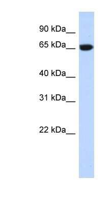 Western Blot: GTPBP2 Antibody [NBP1-57648]