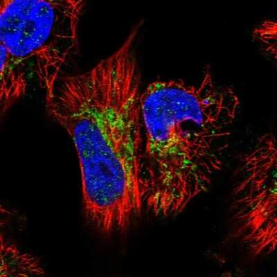 Immunocytochemistry/ Immunofluorescence: GTPBP3 Antibody [NBP1-91974]