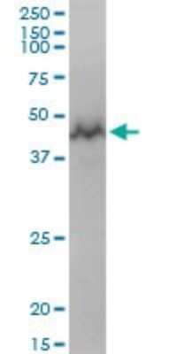 Western Blot: GTPBP3 Antibody [H00084705-B01P]