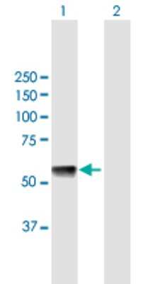 Western Blot: GTPBP3 Antibody [H00084705-B01P]