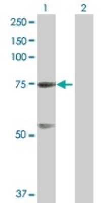 Western Blot: GTPBP4 Antibody [H00023560-B01P]