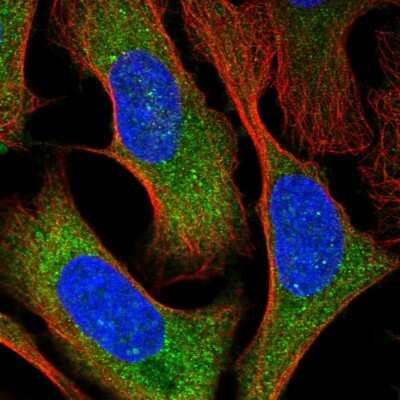 Immunocytochemistry/ Immunofluorescence: GTPBP9 Antibody [NBP2-58957]