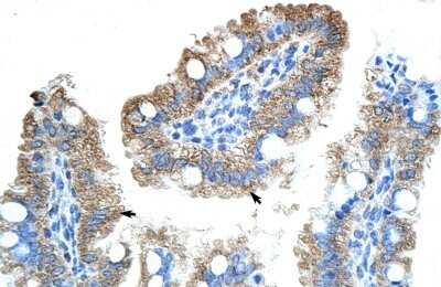 Immunohistochemistry-Paraffin: GTPBP9 Antibody [NBP1-57545]
