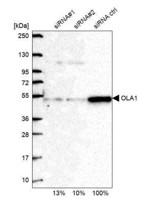 Western Blot: GTPBP9 Antibody [NBP2-58957]