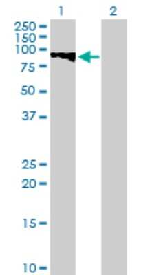 Western Blot: GTSE1 Antibody [H00051512-B01P]