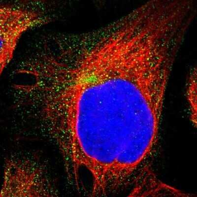 Immunocytochemistry/ Immunofluorescence: GULP1/CED-6 Antibody [NBP1-84553]