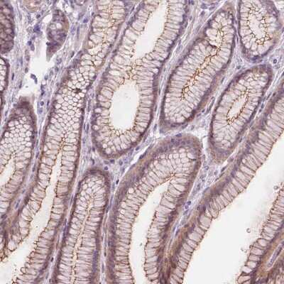 Immunohistochemistry-Paraffin: GXYLT2 Antibody [NBP2-49553]