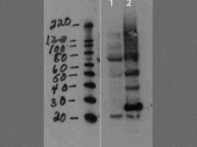 Western Blot: Gag-Pro-Pol polyprotein Antibody [NBP2-44178]