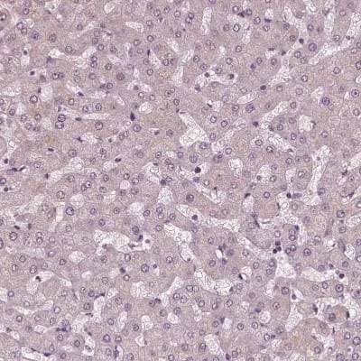 Immunohistochemistry-Paraffin: Galanin Antibody [NBP2-33582]