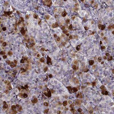 Immunohistochemistry-Paraffin: Galanin Antibody [NBP2-33582]