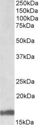 Western Blot: Galanin Antibody [NBP1-45217]