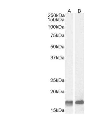 Western Blot: Galanin Antibody [NBP1-45217]