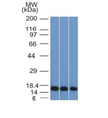 Western Blot: Galectin-1 Antibody (GAL1/1831)Azide and BSA Free [NBP2-54457]