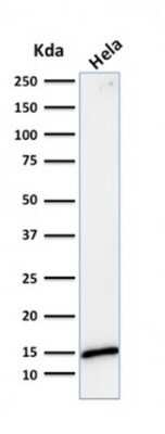 Western Blot: Galectin-1 Antibody (GAL1/1831)Azide and BSA Free [NBP2-54457]