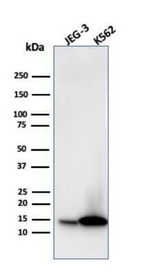 Western Blot: Galectin-1 Antibody (GAL1/1831)Azide and BSA Free [NBP2-54457]
