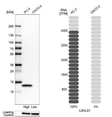 Western Blot: Galectin-1 Antibody [NBP2-76499]