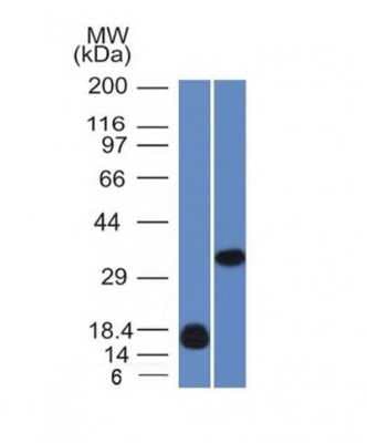 Western Blot: Galectin 13 Antibody (PP13/1161)Azide and BSA Free [NBP2-54358]