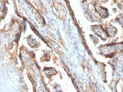 Immunohistochemistry-Paraffin: Galectin 13 Antibody (PP13/1161) [NBP2-53210]