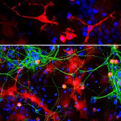Immunocytochemistry/ Immunofluorescence: Galectin-3 Antibody (5C21) [NBP1-92690]