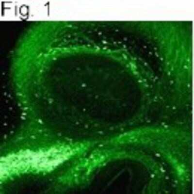 Immunocytochemistry/ Immunofluorescence: Galectin-3 Antibody (A3A12) - BSA Free [NB300-538]