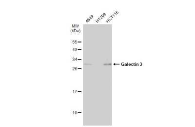 Western Blot: Galectin-3 Antibody (GT12712) [NBP3-13641]