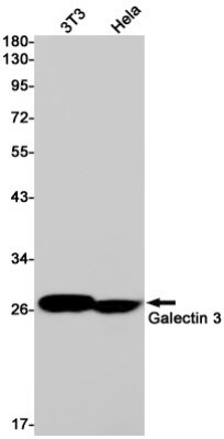 Western Blot: Galectin-3 Antibody (S05-8J4) [NBP3-20038]