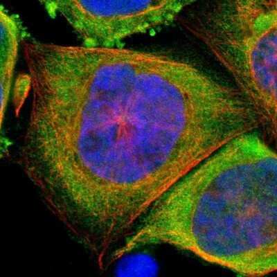 Immunocytochemistry/ Immunofluorescence: Gankyrin Antibody [NBP1-82443]
