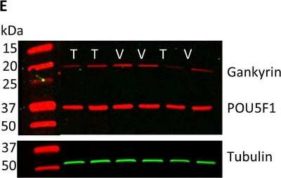Knockdown Validated: Gankyrin Antibody [NBP1-82443]