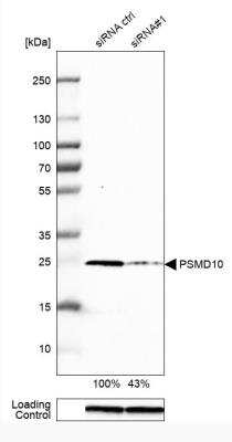 Western Blot: Gankyrin Antibody [NBP1-82443]