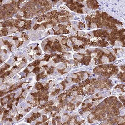 Immunohistochemistry-Paraffin: Gastric Lipase Antibody [NBP1-91928]