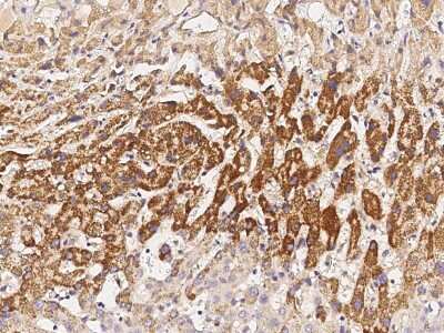Immunohistochemistry-Paraffin: Gastric Lipase Antibody [NBP2-97088]