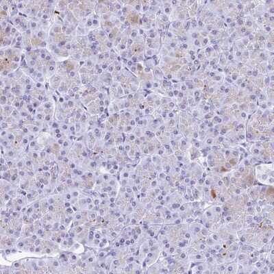 Immunohistochemistry-Paraffin: Gastrokine 2 Antibody [NBP2-31688]
