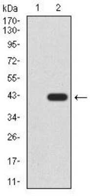 Western Blot: Gemin 3 Antibody (7B2B1)BSA Free [NBP2-52453]
