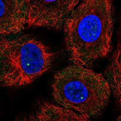 Immunocytochemistry/ Immunofluorescence: Gemin 4 Antibody [NBP2-55998]