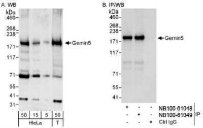 Western Blot: Gemin 5 Antibody [NB100-61048]