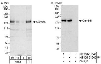 Western Blot: Gemin 5 Antibody [NB100-61049]