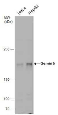 Western Blot: Gemin 5 Antibody [NBP3-12933]