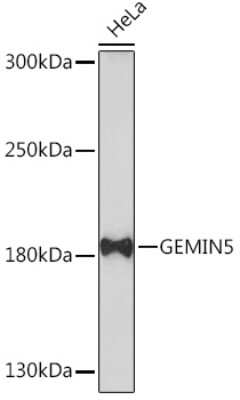 Western Blot: Gemin 5 AntibodyAzide and BSA Free [NBP3-15523]