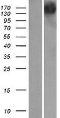 Western Blot: Gemin 5 Overexpression Lysate [NBP2-07164]