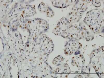 Immunohistochemistry-Paraffin: Geminin Antibody (1A8) [H00051053-M01]