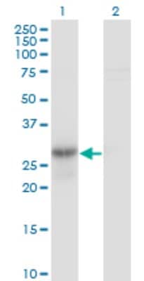 Western Blot: Geminin Antibody (1A8) [H00051053-M01]